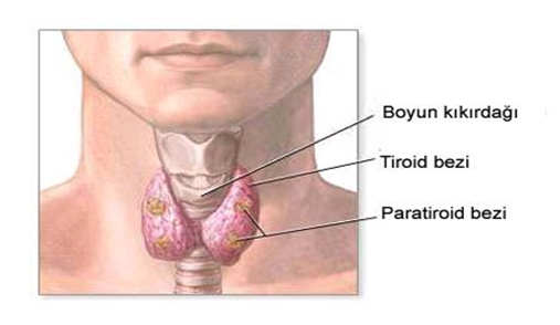 tiroid2.PNG