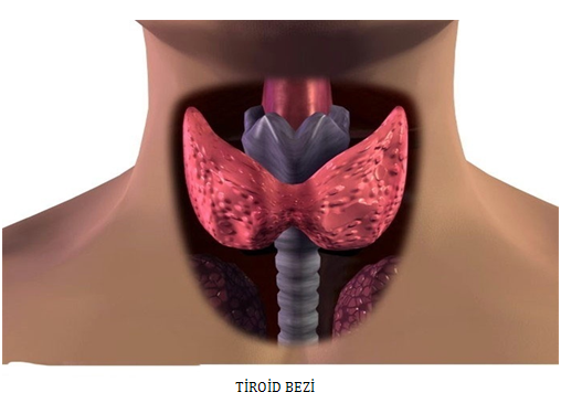 tiroid3.PNG